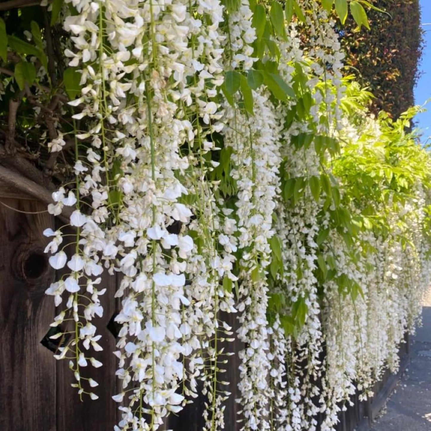 500+ Climbing Weeping Jasmine Flower Seeds for Planting Fragrant Plant Seeds Four Seasons