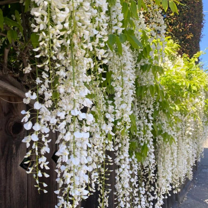 500+ Climbing Weeping Jasmine Flower Seeds for Planting Fragrant Plant Seeds Four Seasons