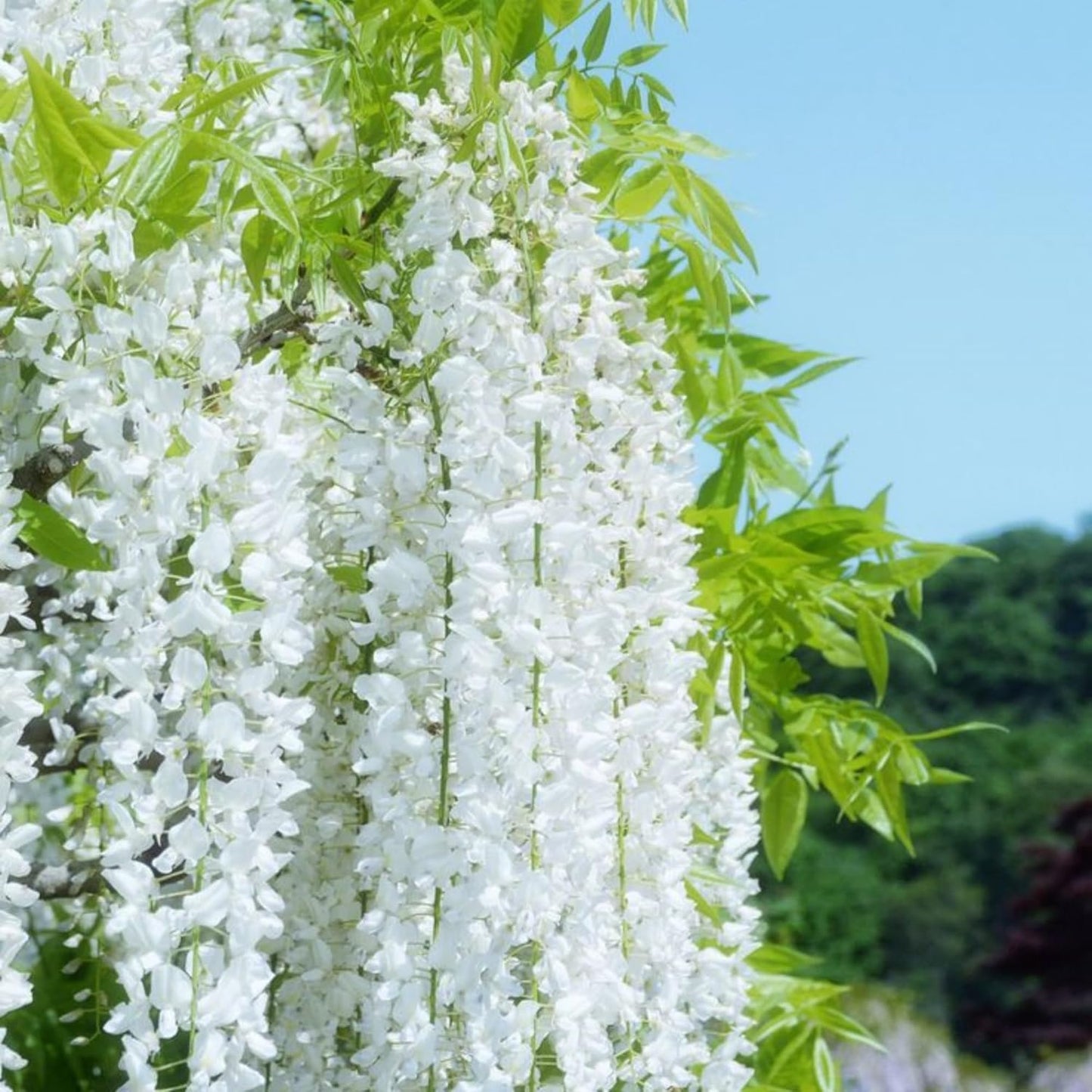 500+ Climbing Weeping Jasmine Flower Seeds for Planting Fragrant Plant Seeds Four Seasons