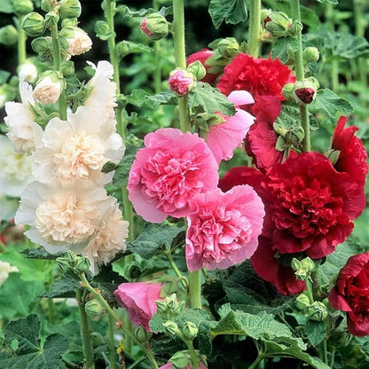 500 Colorful Mixed Hollyhocks Seeds — Cold-Hardy, Bearing Double-Petaled Flowers