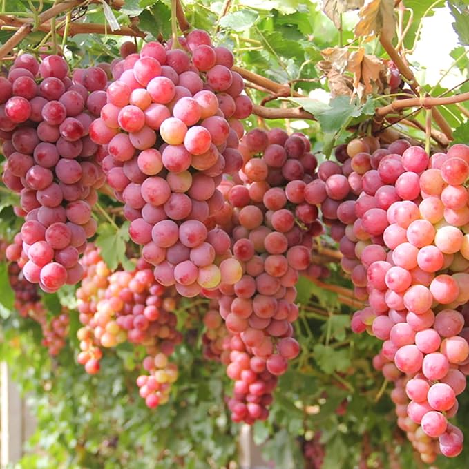 100 Two-Tone "Waterfall" Organic Grape Seeds — Sweet, Juicy Fruit for Your Home Garden