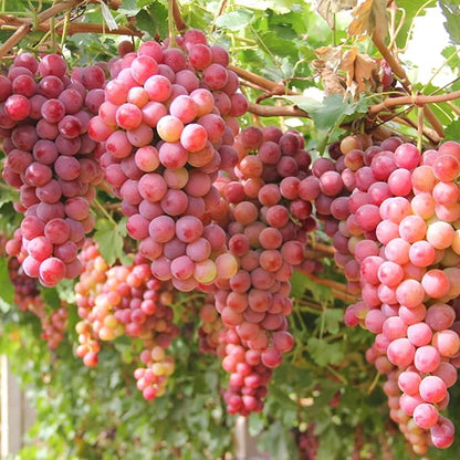 100 Two-Tone "Waterfall" Organic Grape Seeds — Sweet, Juicy Fruit for Your Home Garden