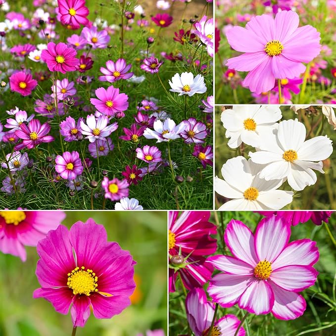 8000 Count Heirloom Cosmos Flower Seeds Bulk Pack