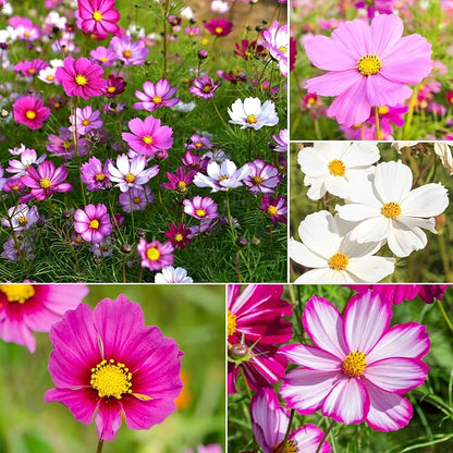 8000 Count Heirloom Cosmos Flower Seeds Bulk Pack