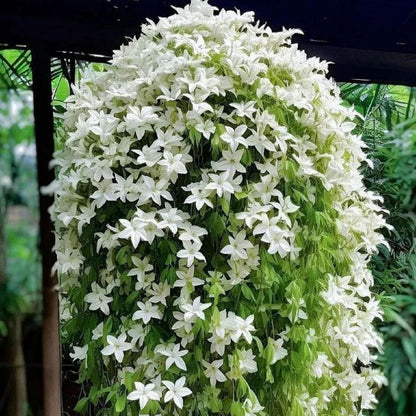 500+ Climbing Weeping Jasmine Flower Seeds for Planting Fragrant Plant Seeds Four Seasons