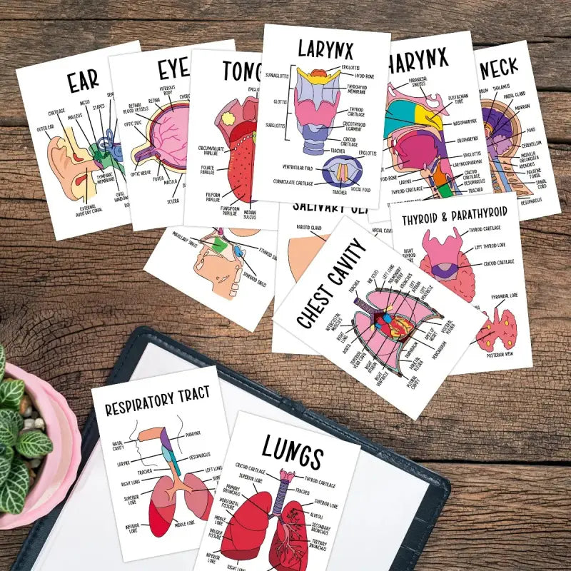 30 Pcs Human Anatomy Flash Cards – Comprehensive Study Guide