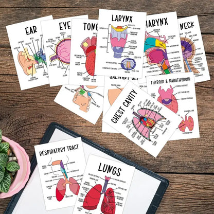 30 Pcs Human Anatomy Flash Cards – Comprehensive Study Guide