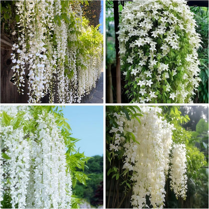 50PCS Japanese Wisteria Floribunda Purple Ornamental Vine Climber Seeds