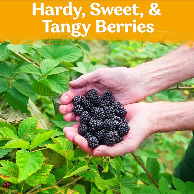 200 BlackBerry Seeds- Organic BlackBerry Seeds to Plant for Garden Outdoor