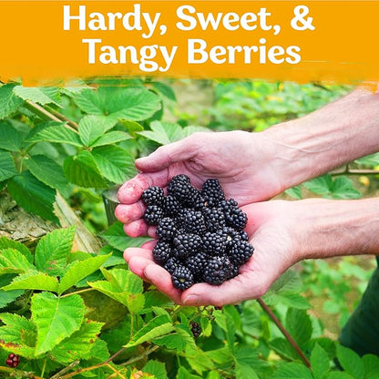 200 BlackBerry Seeds- Organic BlackBerry Seeds to Plant for Garden Outdoor