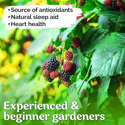 200 BlackBerry Seeds- Organic BlackBerry Seeds to Plant for Garden Outdoor