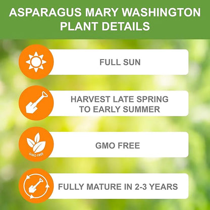 Low-Fat High-Fiber Asparagus Seeds | Top Choice for Weight Loss Veggies | Perennial & Easy to Grow