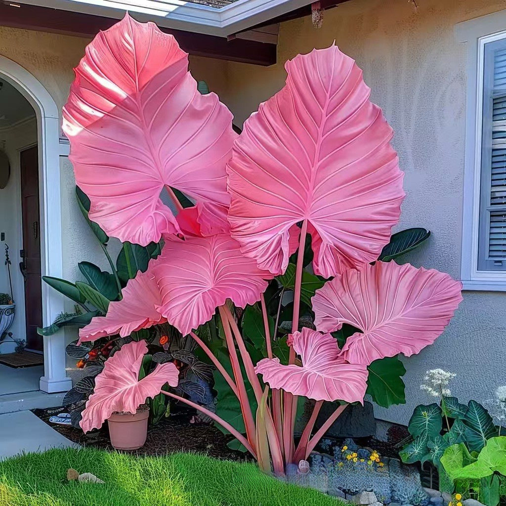 500 Mixed-Color Caladium Seeds — Beautiful Foliage Plants for the Garden