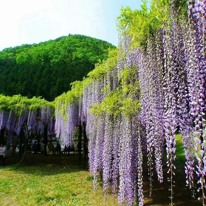 50PCS Japanese Wisteria Floribunda Purple Ornamental Vine Climber Seeds