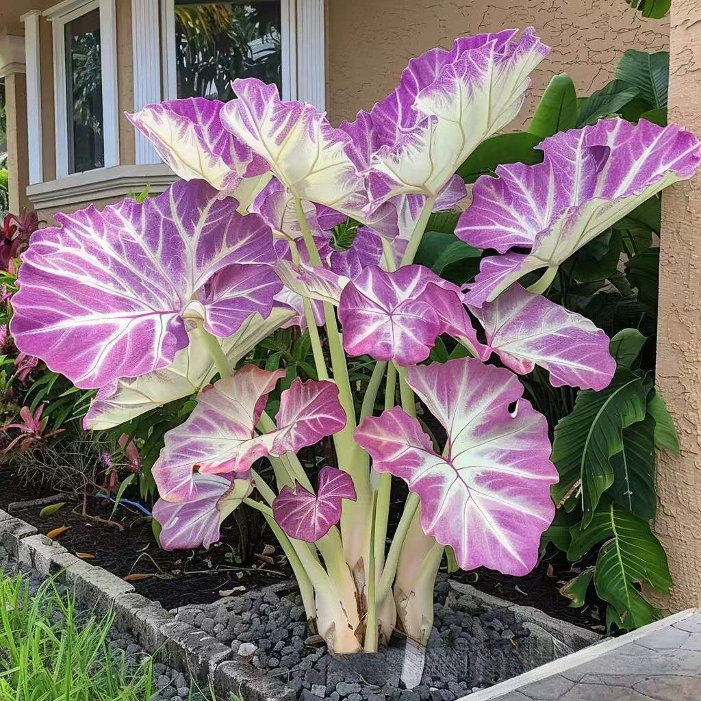 500 Mixed-Color Caladium Seeds — Beautiful Foliage Plants for the Garden
