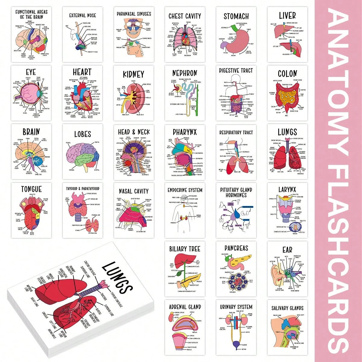30 Pcs Human Anatomy Flash Cards – Comprehensive Study Guide