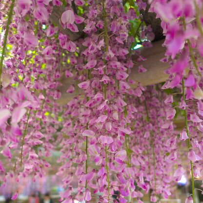 50PCS Japanese Wisteria Floribunda Purple Ornamental Vine Climber Seeds