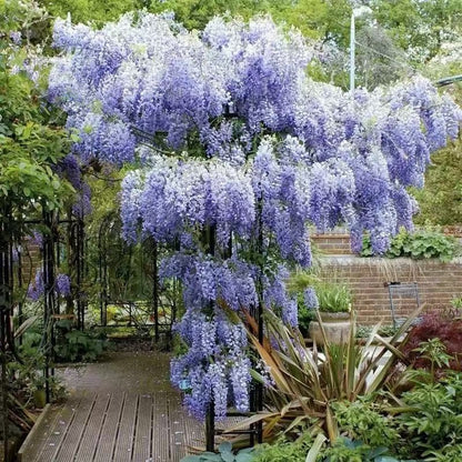 50PCS Japanese Wisteria Floribunda Purple Ornamental Vine Climber Seeds