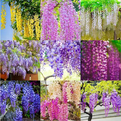 50PCS Japanese Wisteria Floribunda Purple Ornamental Vine Climber Seeds