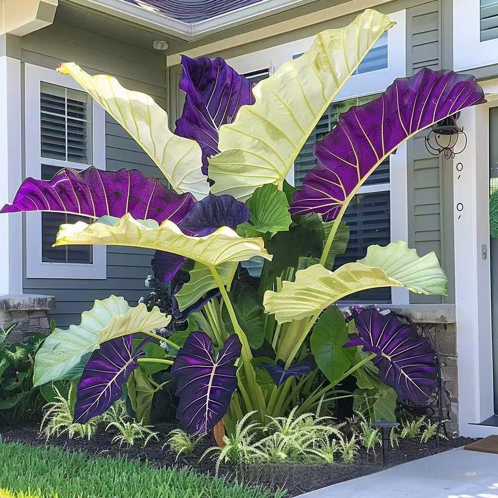 500 Mixed-Color Caladium Seeds — Beautiful Foliage Plants for the Garden