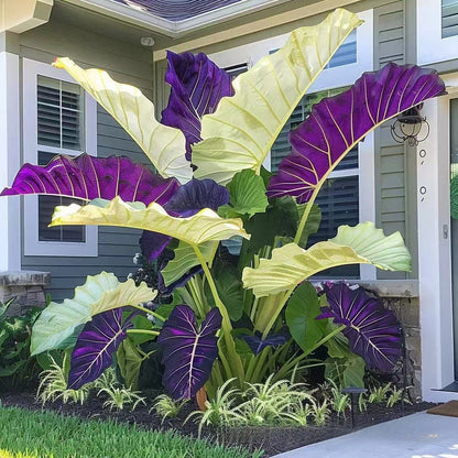 500 Mixed-Color Caladium Seeds — Beautiful Foliage Plants for the Garden