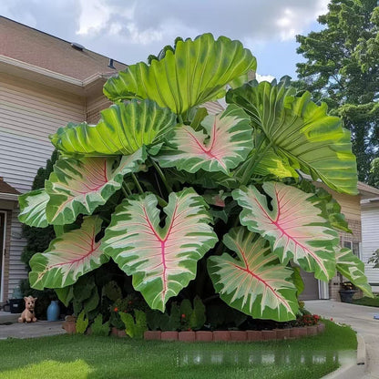 500 Mixed-Color Caladium Seeds — Beautiful Foliage Plants for the Garden