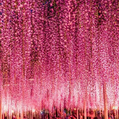 50PCS Japanese Wisteria Floribunda Purple Ornamental Vine Climber Seeds