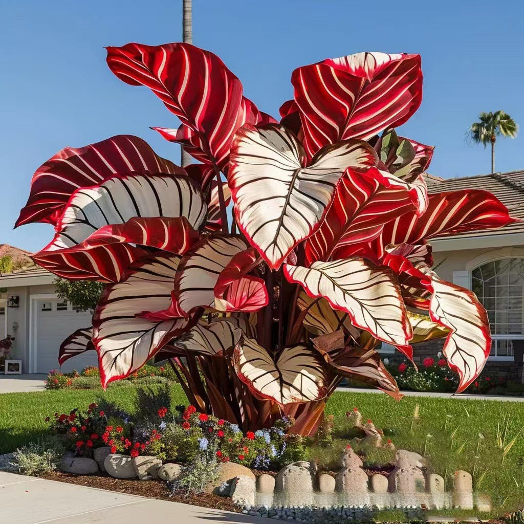 500 Mixed-Color Caladium Seeds — Beautiful Foliage Plants for the Garden