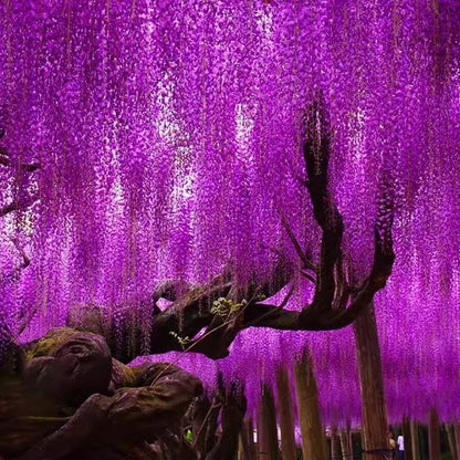 50PCS Japanese Wisteria Floribunda Purple Ornamental Vine Climber Seeds