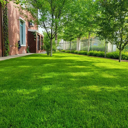 Germinates in 7 Days — Evergreen, Low-Growing Lawn Seeds