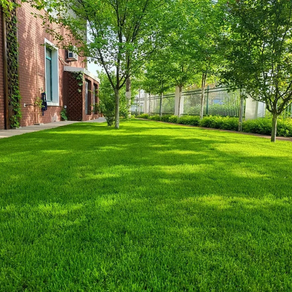 Germinates in 7 Days — Evergreen, Low-Growing Lawn Seeds