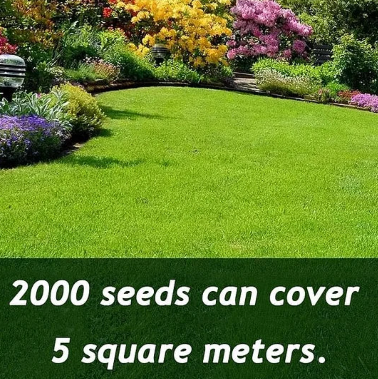 Germinates in 7 Days — Evergreen, Low-Growing Lawn Seeds