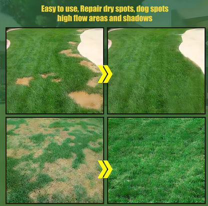 Germinates in 7 Days — Evergreen, Low-Growing Lawn Seeds
