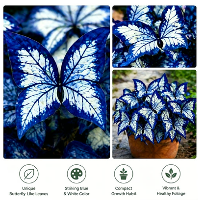 500 Moonlight Butterfly Seeds — Garden Flowers