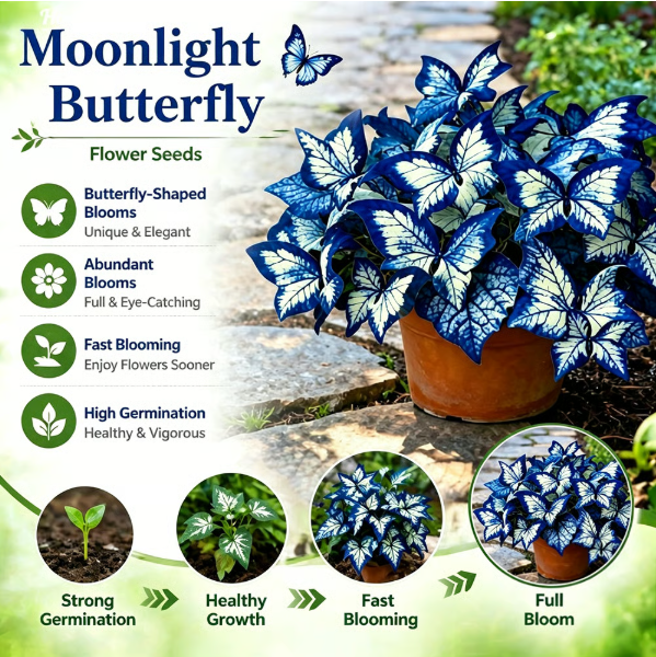 500 Moonlight Butterfly Seeds — Garden Flowers