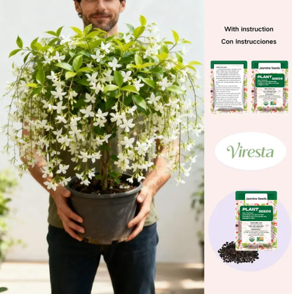 500+ Climbing Weeping Jasmine Flower Seeds for Planting Fragrant Plant Seeds Four Seasons