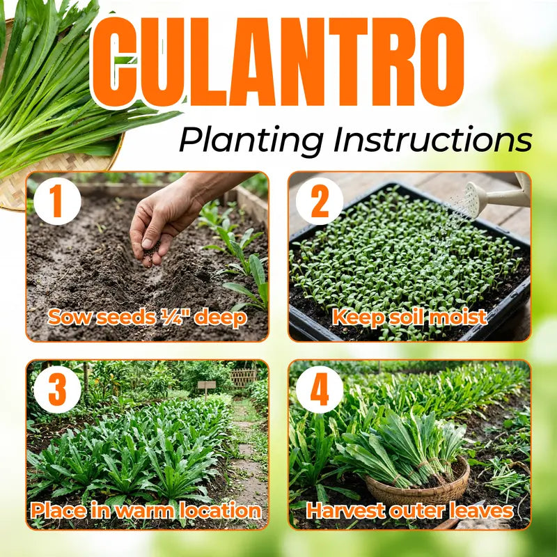 1000 Culantro - Heirloom Grown in USA, High Germination Rate for Gardening