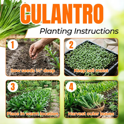 1000 Culantro - Heirloom Grown in USA, High Germination Rate for Gardening