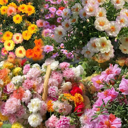 10000 +PCS (Moss Rose) Seeds -Mixed Double Portulaca Grandiflora Seeds