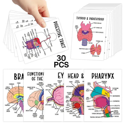 30 Pcs Human Anatomy Flash Cards – Comprehensive Study Guide
