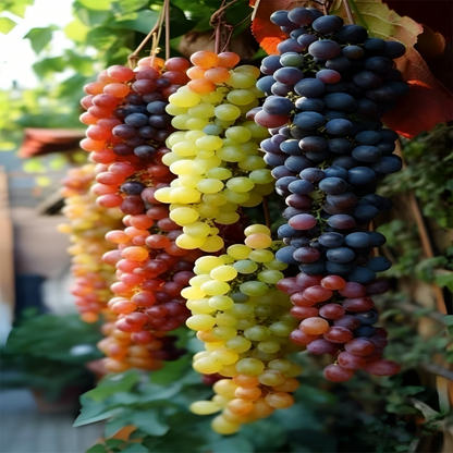 100 Two-Tone "Waterfall" Organic Grape Seeds — Sweet, Juicy Fruit for Your Home Garden