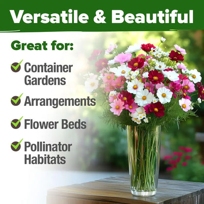 8000 Count Heirloom Cosmos Flower Seeds Bulk Pack