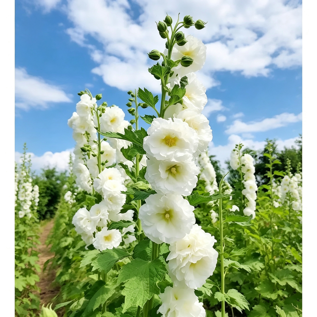 500 PCS Hollyhock Pip– Colorful Tall Blooms, Heirloom & Non-GMO