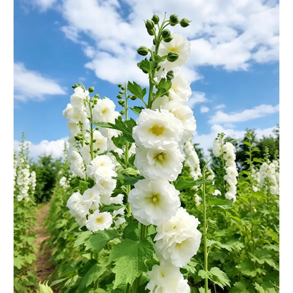 500 PCS Hollyhock Pip– Colorful Tall Blooms, Heirloom & Non-GMO