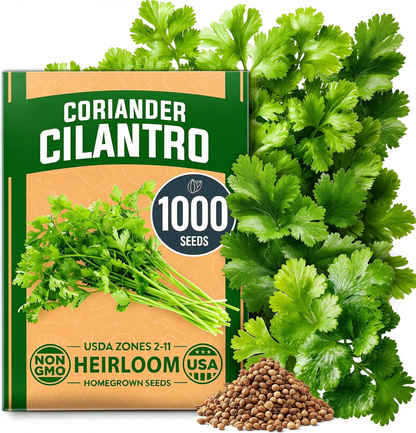 1000 Cilantro Grain for Planting, Fresh Green Herb Leaves