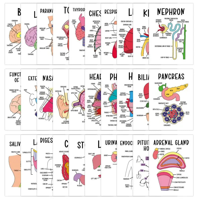 30 Pcs Human Anatomy Flash Cards – Comprehensive Study Guide