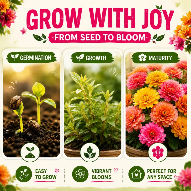 1500+Vibrant Mixed Color Double Bloom Moss Rose Seeds-Rapid Germination and High Survival Rate