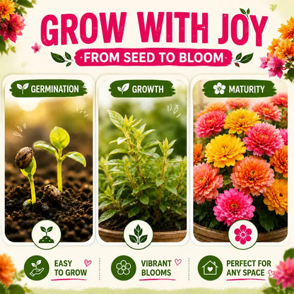 1500+Vibrant Mixed Color Double Bloom Moss Rose Seeds-Rapid Germination and High Survival Rate