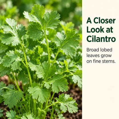 1000 Cilantro Grain for Planting, Fresh Green Herb Leaves